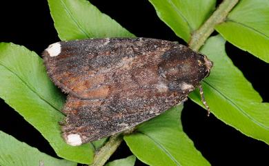Callyna monoleuca Walker, 1858 一點頂夜蛾