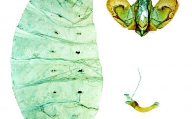 Papilio maraho Shiraki & Sonan, 1934 臺灣寬尾鳳蝶