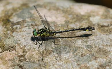 Anisogomphus maacki (Selys, 1872) 長唇春蜓