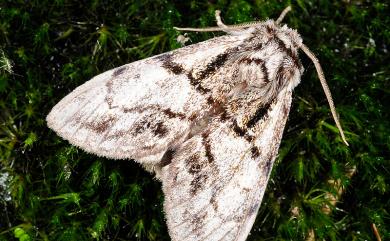 Phalerodonta manleyi formosana Okano, 1970 蓬萊曼蠶舟蛾