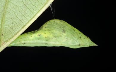 Eurema mandarina (de l’Orza, 1869) 北黃蝶