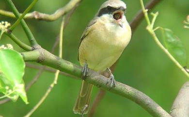 Lanius cristatus cristatus Linnaeus, 1758 紅尾伯勞(指名亞種)