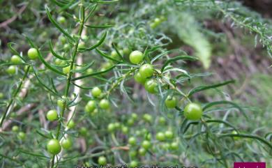 Asparagus cochinchinensis (Lour.) Merr. 天門冬