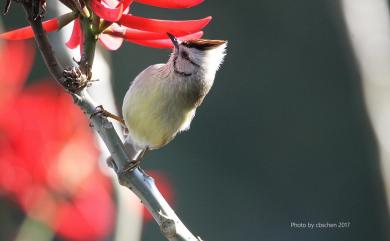 Yuhina brunneiceps Ogilvie-Grant, 1906 冠羽畫眉