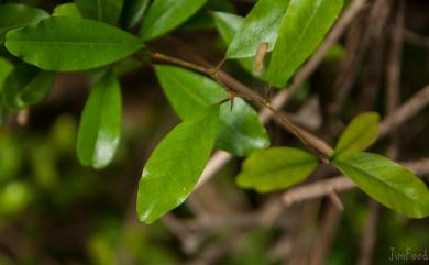 Maclura cochinchinensis (Lour.) Corner 柘樹