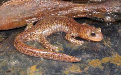 Hynobius glacialis Lai & Lue, 2008 南湖山椒魚