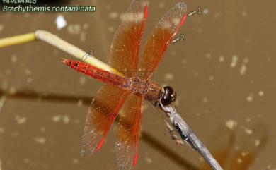 Brachythemis contaminata Fabricius, 1793 褐斑蜻蜓