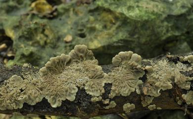 Auricularia mesenterica 氈蓋木耳