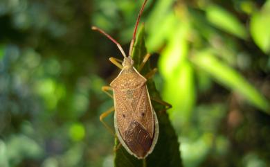 Homoeocerus pallididulus Blote, 1936 嘉義同緣蝽