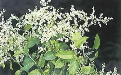 Fallopia multiflora 臺灣何首烏