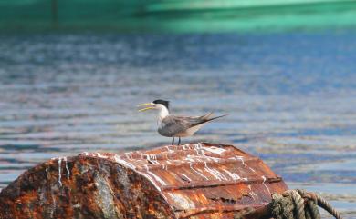 Thalasseus bergii cristatus (Stephens, 1826) 鳳頭燕鷗