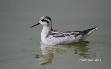 Phalaropus lobatus (Linnaeus, 1758) 紅領瓣足鷸