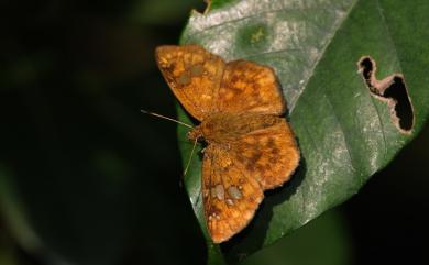 Pseudocoladenia dan sadakoe 黃襟弄蝶