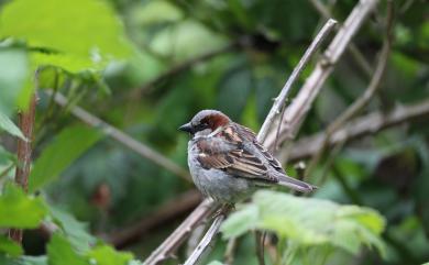 Passer domesticus (Linnaeus, 1758) 家麻雀