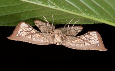 Schistophyle falcifera Warren, 1896 格紋角尺蛾