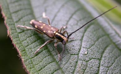 Glenea mounieri horiensis Breuning, 1953 莫尼氏天牛