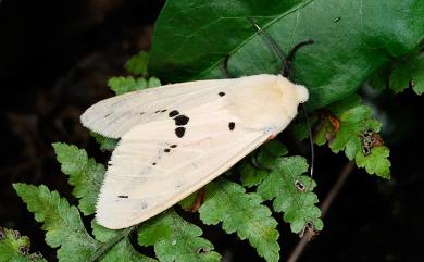 Spilarctia nydia werneri Kishida, 1991 黑鬚污燈蛾