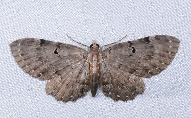 Collix stellata Warren, 1894