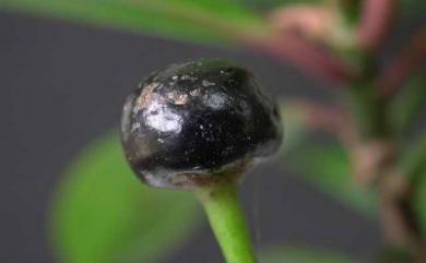 Ardisia squamulosa C.Presl 春不老