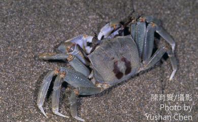 Ocypode ceratophthalmus (Pallas, 1772) 角眼沙蟹