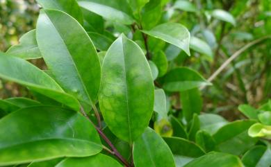 Ilex rotunda Thunb. 鐵冬青