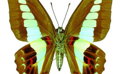 Graphium sarpedon connectens 青鳳蝶