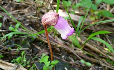 Aeginetia indica L. 野菰