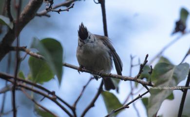 Yuhina brunneiceps Ogilvie-Grant, 1906 冠羽畫眉