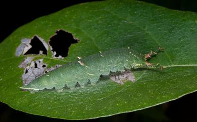 Hestina assimilis assimilis (Linnaeus, 1758) 紅斑脈蛺蝶