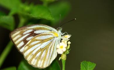 Cepora nerissa cibyra 黑脈粉蝶