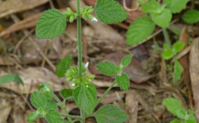 Leucas chinensis 白花草