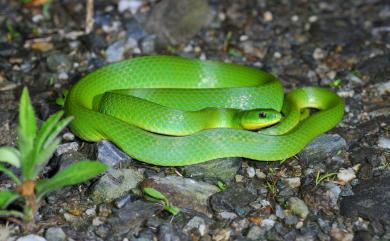 Cyclophiops major Günther, 1858 青蛇