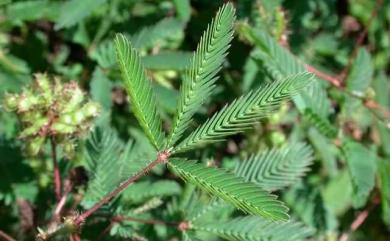 Mimosa pudica L. 含羞草