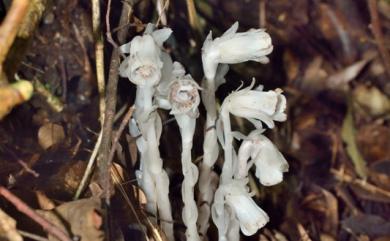 Monotropa uniflora L. 單花錫杖花