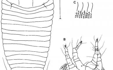 Aculops fraxinus Huang, 2001 白臘樹刺皮節蜱