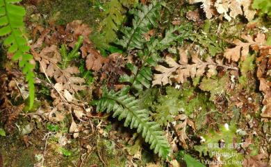 Hymenasplenium murakami-hatanakae 單邊膜葉鐵角蕨