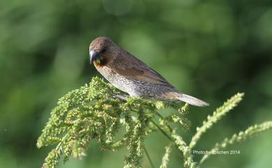 Lonchura punctulata topela 斑文鳥