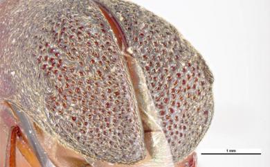 Xyloperthella crinitarsis (Imhoff, 1843)