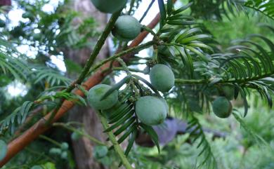 Cephalotaxus wilsoniana Hayata 臺灣粗榧