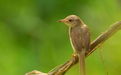 Prinia inornata flavirostris (Swinhoe, 1863) 褐頭鷦鶯(台灣亞種)