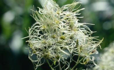 Clematis grata 串鼻龍