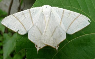 Ourapteryx changi Inoue, 1985 張氏尾尺蛾