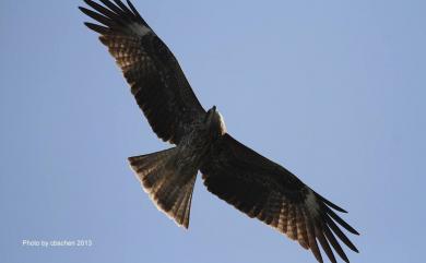 Milvus migrans formosanus Kuroda Sr, 1920 黑鳶(台灣亞種)