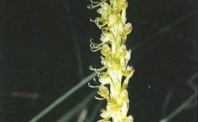 Herminium lanceum (Thunb. ex Sw.) Vuijk 細葉零餘子草