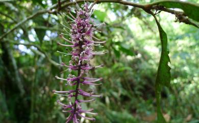 Helicia formosana Hemsl. 山龍眼