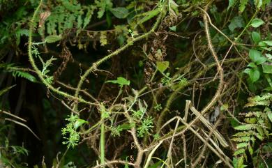 Smilax horridiramula Hayata 密刺菝葜