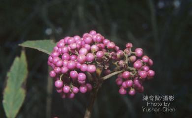 Callicarpa formosana var. formosana 杜虹花