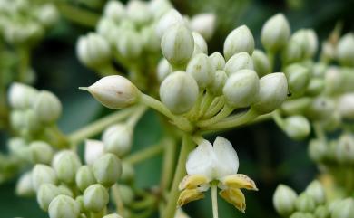 Ardisia sieboldii 樹杞