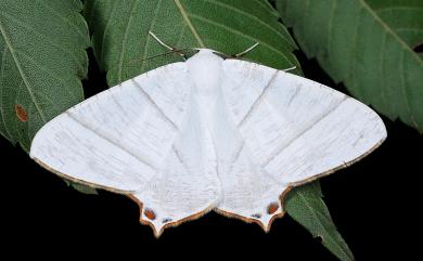 Ourapteryx similaria horishana (Matsumura, 1910) 褐緣白短尾尺蛾