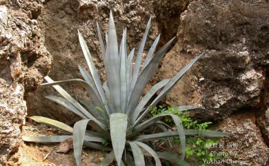 Agave americana L. 龍舌蘭